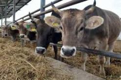 الحمى القلاعية تلقيح قرابة 11 ألف رأس من الأبقار بعين تموشنت