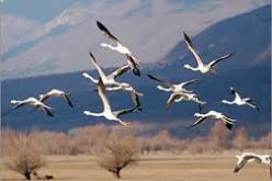 إكتشاف أنواع جديدة من الطيور المهاجرة بالمنطقة الرطبة لسد “بوقارة” بتيسمسيلت