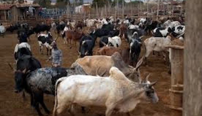 مقتل أكثر من 100 شخص في هجوم لسارقي ماشية جنوب السودان
