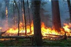 حرائق غابية مهولة تحاصر سكان عين فزة بتلمسان