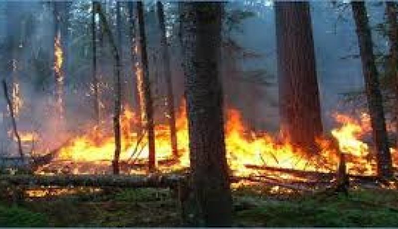 حرائق غابية مهولة تحاصر سكان عين فزة بتلمسان