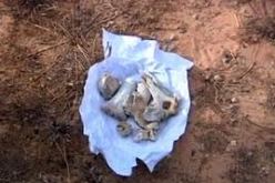 العثور على 19 ‬هيكلا عظميا في‮ ‬مقبرة جماعية بالمسيلة‮ ‬