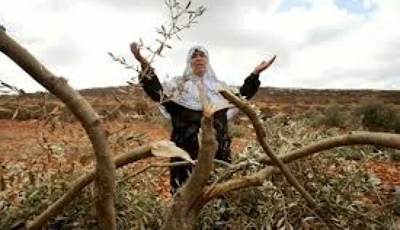 الاحتلال الاسرائيلي تطلب من فلسطينيين اخلاء أراضيهم الزراعية للاستيلاء عليها