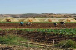 الأراضي الفلاحية: تمديد آجال ايداع ملفات الامتياز الى غاية نهاية جوان