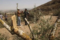 مستوطنون يحرقون عشرات اشجار الزيتون في الضفة الغربية