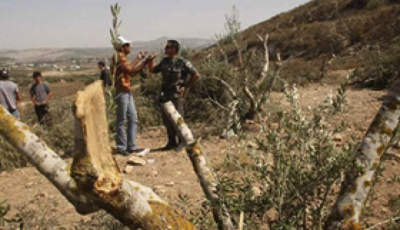 مستوطنون يحرقون عشرات اشجار الزيتون في الضفة الغربية