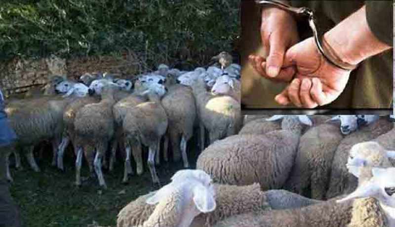 أمن الوادي يسترجع  19 رأس من الأغنام بدائرة البياضة