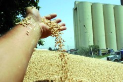 مستوردو القمح‮ ..‬يحلمون‮!‬