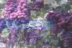 غرس مساحات كبرى لأنواع العنب الأوروبية بتقنية “بارغولا” بصحراء غرداية