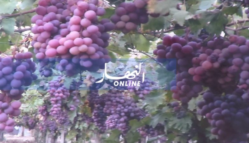 غرس مساحات كبرى لأنواع العنب الأوروبية بتقنية “بارغولا” بصحراء غرداية