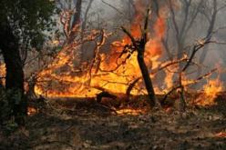 نشوب 21 حريقا غابيا منذ بداية تنفيذ مخطط المكافحة في الجلفة