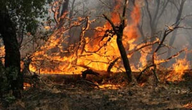 النيران تلتهم 11 هكتارا من الغطاء النباتي بالطارف