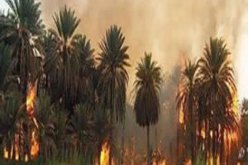 إندلاع حريق بواحة نخيل في بسكرة