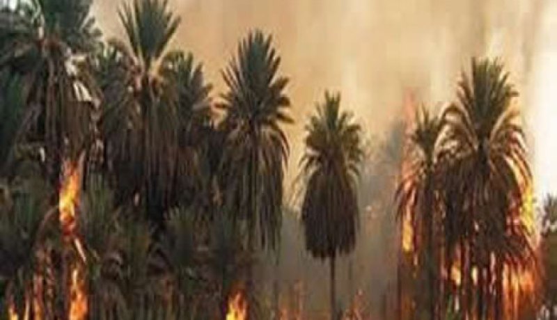 إندلاع حريق بواحة نخيل في بسكرة