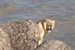 بالفيديو أسد يضل طريقه حتى شاطئ البحر