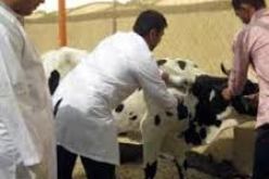 وزارة الفلاحة تنفي انتقال عدوى الحمى القلاعية إلى الأغنام