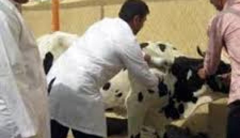 وزارة الفلاحة تنفي انتقال عدوى الحمى القلاعية إلى الأغنام