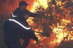 الحرائق تتلف 4 هكتارات من الغابات بمروانة