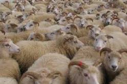 تلقيح 757 ألف رأس من البقر منذ ماي