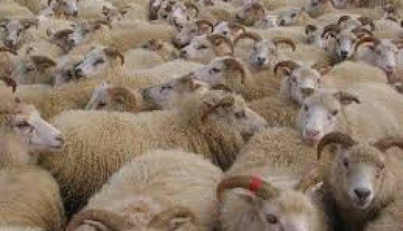 تلقيح 757 ألف رأس من البقر منذ ماي