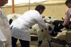 أول بؤرة لداء الحمى القلاعية بوهران