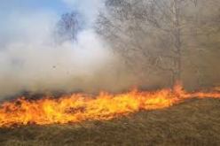 النيران تتلف أكثر من 60 هكتارا من المساحات الغابية بزيغود يوسف