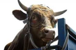 ذبح صحي لـ 28 رأس من الأبقار بالحمى القلاعية في غليزان