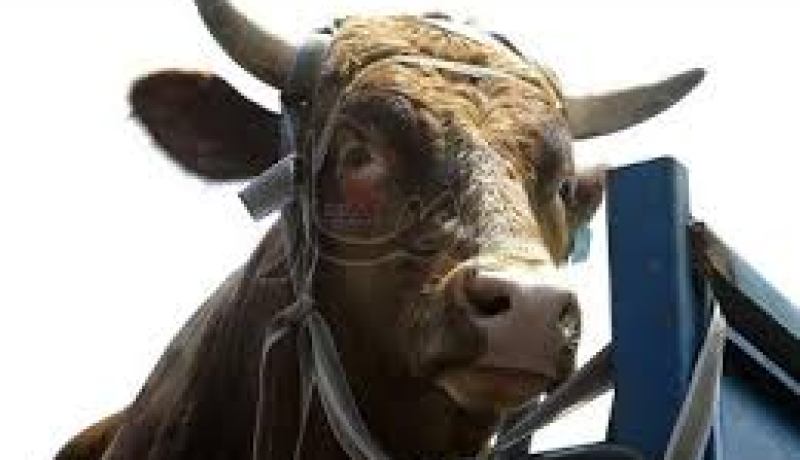 ذبح صحي لـ 28 رأس من الأبقار بالحمى القلاعية في غليزان