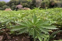 المغرب يبقى المورد الرئيسي للقنب الهندي بأروبا