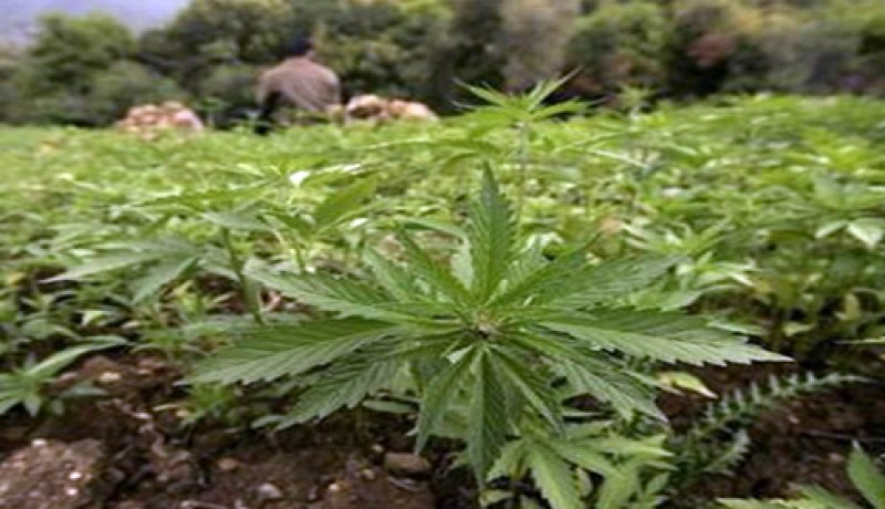 المغرب يبقى المورد الرئيسي للقنب الهندي بأروبا