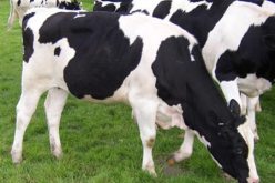 الأبقار بالجزائر خالية من وباء الحمى القلاعية