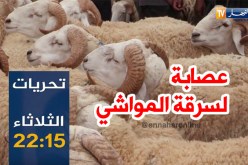 تحريات: عصابة سرقة المواشي بالنعامة.. سهرة الثلاثاء على النهار تي في