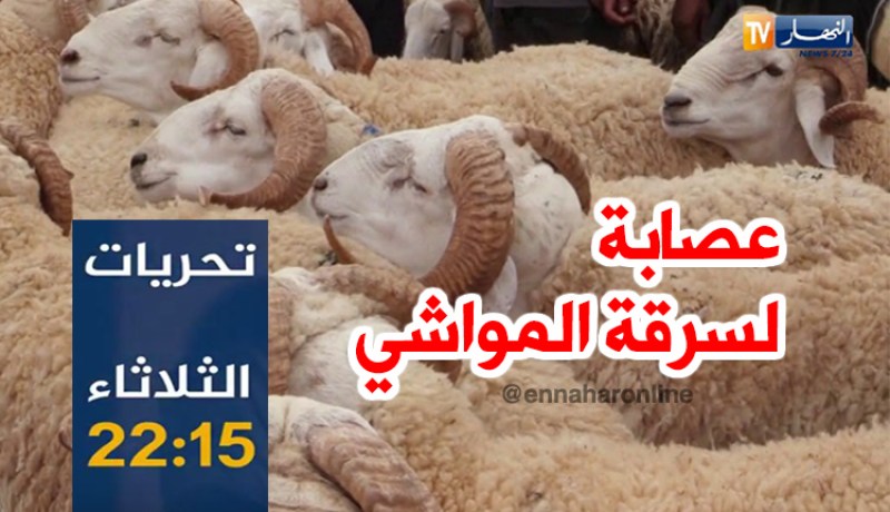 تحريات: عصابة سرقة المواشي بالنعامة.. سهرة الثلاثاء على النهار تي في