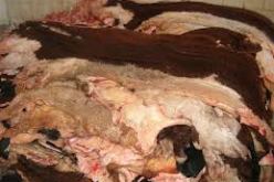 حجز 10 قناطير من جلود الأبقار بتبسة