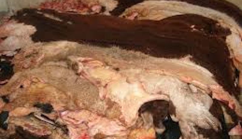حجز 10 قناطير من جلود الأبقار بتبسة
