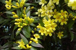 أبدا لن‮ ‬يزهر الياسمين‮  ‬في‮ ‬الرماد