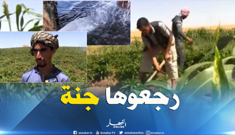 بالفيديو …هكذا حول الاخوة زياني أرض أجدادهم من طوب إلى جنة خضراء