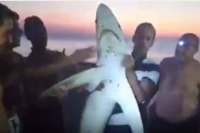عندما يصطاد الجزائريون سمك القرش هذا ما يحدث