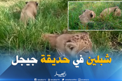 بالفيديو ..حديقة جيجل تتزين بولادة شبلين