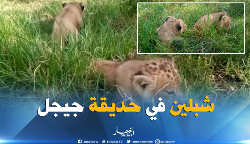 بالفيديو ..حديقة جيجل تتزين بولادة شبلين