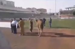 الجمل لطرد النحس في تيزي وزو