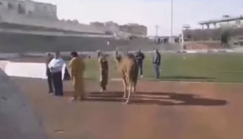 الجمل لطرد النحس في تيزي وزو