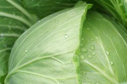 بالصور فوائد الكرنب المحشي على مائدة رمضان