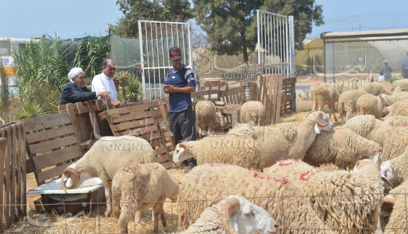 أسعار الأضاحي بباتنة في المتناول لكنها مرشحة للإرتفاع