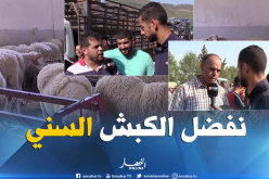 بالفيديو ..هذا هو سبب إختيار الجزائريين للكبش السني