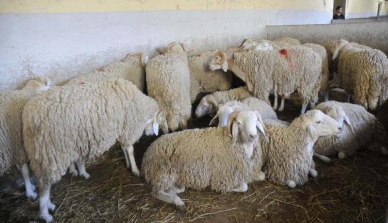كباش العيد بـ 25 و40 ألف دينار