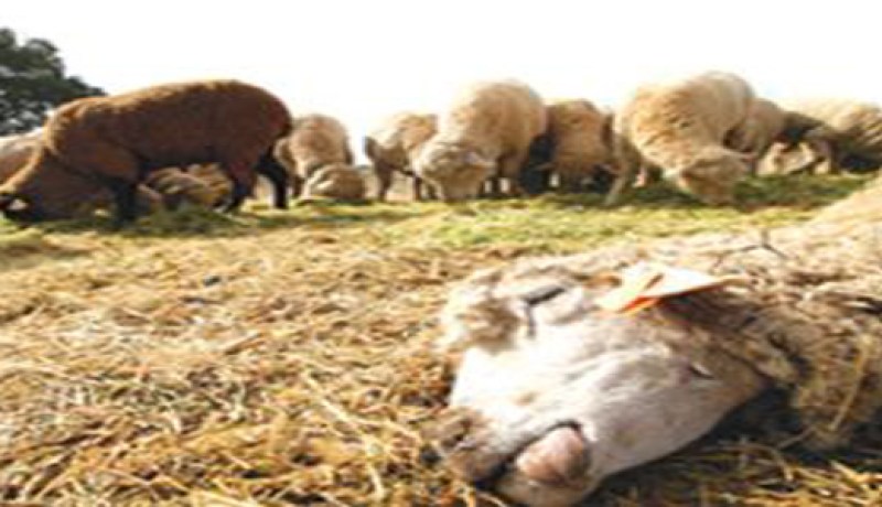 هلاك قرابة 3 آلاف رأس من الماشية بسوق أهراس جراء الاضطرابات الجوية الأخيرة