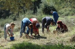 فلاحة : إنتاج 11.4 مليون لتر من زيت الزيتون بتيزي وزو