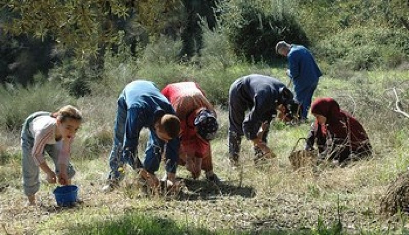 فلاحة : إنتاج 11.4 مليون لتر من زيت الزيتون بتيزي وزو