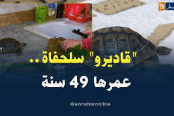‘قاديرو” السلحفاة البرية.. 49 سنة وسط أجواء عائلية طبيعية بجيجل
